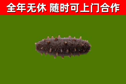 汉中市回收海参干